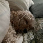 Un Cavachon allongé sur un lit et semblant dormir