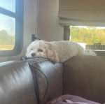 Un Cavachon allongé sur un canapé 