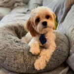 Un Cavachon allongé dans un panier et portant une petite cravate