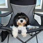 Un Cavachon allongé dans un trasat et portant un collier autour du cou