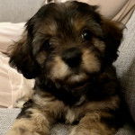 Un Cavachon allongé sur un plancher et portant un collier autour du cou