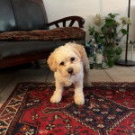 Un Cavachon sur un tapis et regardant vers la caméra 