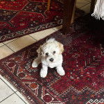 Un Cavachon assis sur un tapis et regardant la caméra 