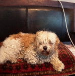 Un Cavachon allongé sur un canapé et regardant la caméra 