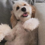 Un Cavachon allong sur le dos sur un canapé et tirant la langue