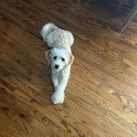 Un Cavachon allongé sur un plancher et regardant vers la caméra 