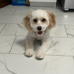 Un Cavachon allongé sur un sol carrelé