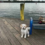 Un Cavachon assis sur un plancher et portant un collier autour du cou