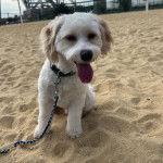 Un Cavachon assis sur une surface sableuse ayant la langue pendante et qui est tenu en laisse
