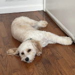 Un Cavachon allongé sur un plancher et portant un collier autour du cou 