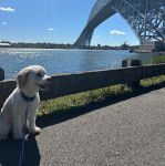 Un Cavachon assis sur une surface bitumée et qui est tenu en laisse 