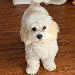 Un Cavachon sur un plancher et regardant vers la caméra 