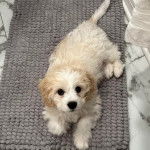 Un Cavachon allongé sur un tapis et regardant vers la caméra 