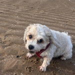 Un Cavachon assis sur une surface sableuse et portant un harnais 