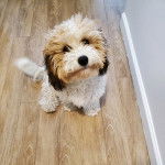 Un Cavachon assis sur un plancher 