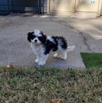 Un Cavachon sur une surface bétonée et regardant vers la caméra 