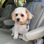 Un Cavachon assis sur le siège d'une voiture et qui est tenu en laisse 