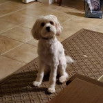Un Cavachon assis sur un tapis et portant un collier autour du cou