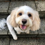 Un Cavachon ayant la gueule ouverte et portant un collier autour du cou