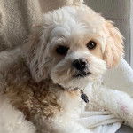 Un Cavachon regardant vers la caméra et portant un collier autour du cou