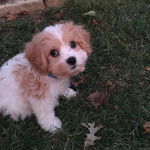 Un Cavachon assis sur un terraon herbeux et portant un collier autour du cou