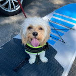Un Cavachon tirant la langue et portant un harnais 