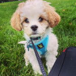 Un Cavachon regardant vers la caméra et qui est tenu en laisse 