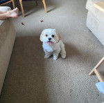 Un Cavachon assis sur une moquette et regardant vers la caméra 