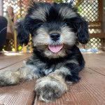 Un Cavachon allongé sur un plancher et tirant la langue 
