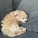 Un Cavachon allongé sur un canapé et semblant dormir