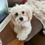 Un Cavachon allongé et semblant détendu