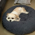 Un Cavachon allongé dans un panier 