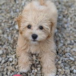 Un Cavachon allongé sur des gravillons et regardant vers la caméra 