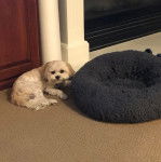 Un Cavachon allongé à côté d'un panier et regardant vers la caméra 