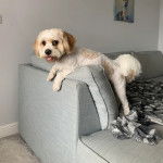 Un Cavachon allongé sur un canapé et tirant la langue