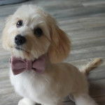 Un Cavachon assis sur un plancher et portant un nœud autour du cou