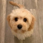 Un Cavachon assis sur un plancher et regardant vers la caméra 