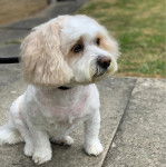 Un Cavachon assis sur une surface bétonnée et qui est tenu en laisse 