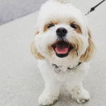 Un Cavachon sur une surface bétonnée et qui est tenu en laisse 