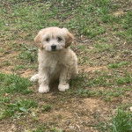 Un Cavachon assis sur un surface herbacée et regardant vers la caméra 