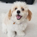 Un Cavachon assis et portant un collier autour du cou