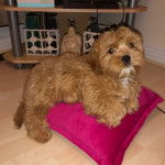 Un Cavachon allongé sur un oreiller et regardant vers la caméra 