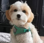 Un Cavachon assis et portant un harnais 