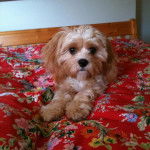 Un Cavachon allongé sur un lit et regardant vers la caméra 