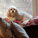 Un Cavachon allongé sur un canapé et portant un collier autour du cou