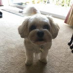 Un Cavachon sur une moquette et portant un collier autour du cou