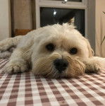 Un Cavachon allongé sur une table 