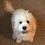 Un Cavachon assis sur une moquette et regardant la caméra 