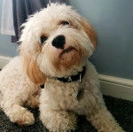 Un Cavachon allongé sur une moquette et portant un collier autour du cou