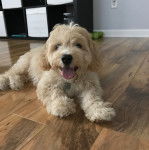 Un Cavachon allongé sur un plancher et tirant la langue 